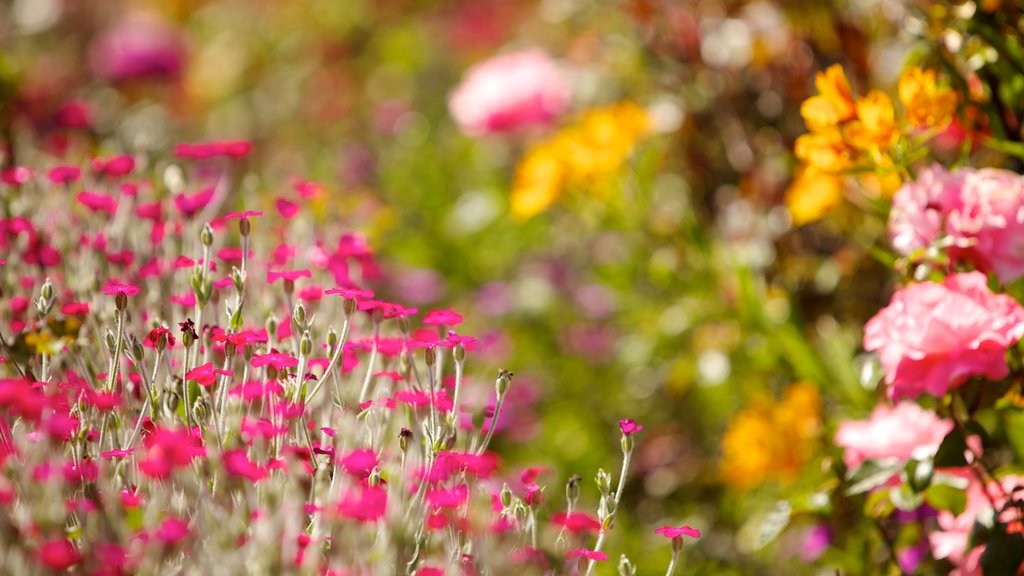 Santa Cruz which includes flowers and wild flowers