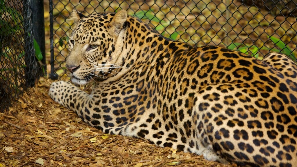 Jungle Island featuring zoo animals and dangerous animals