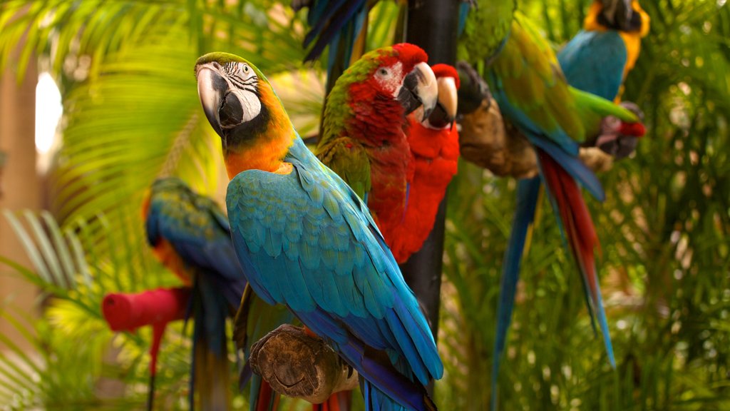 Jungle Island featuring zoo animals and bird life