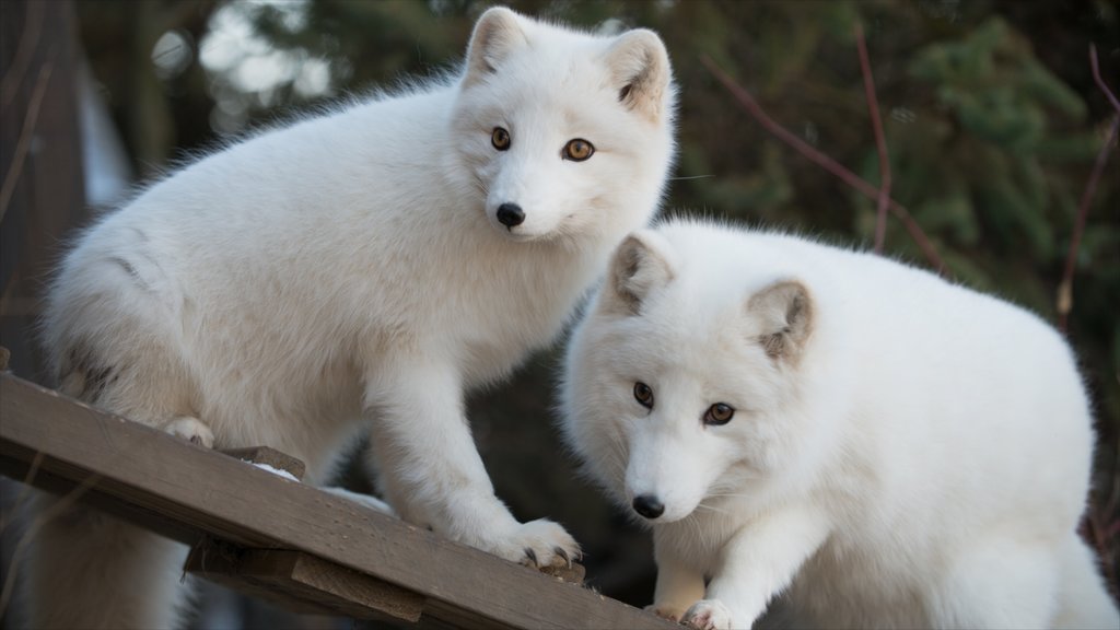 Columbus Zoo and Aquarium que incluye animales peligrosos y animales del zoológico