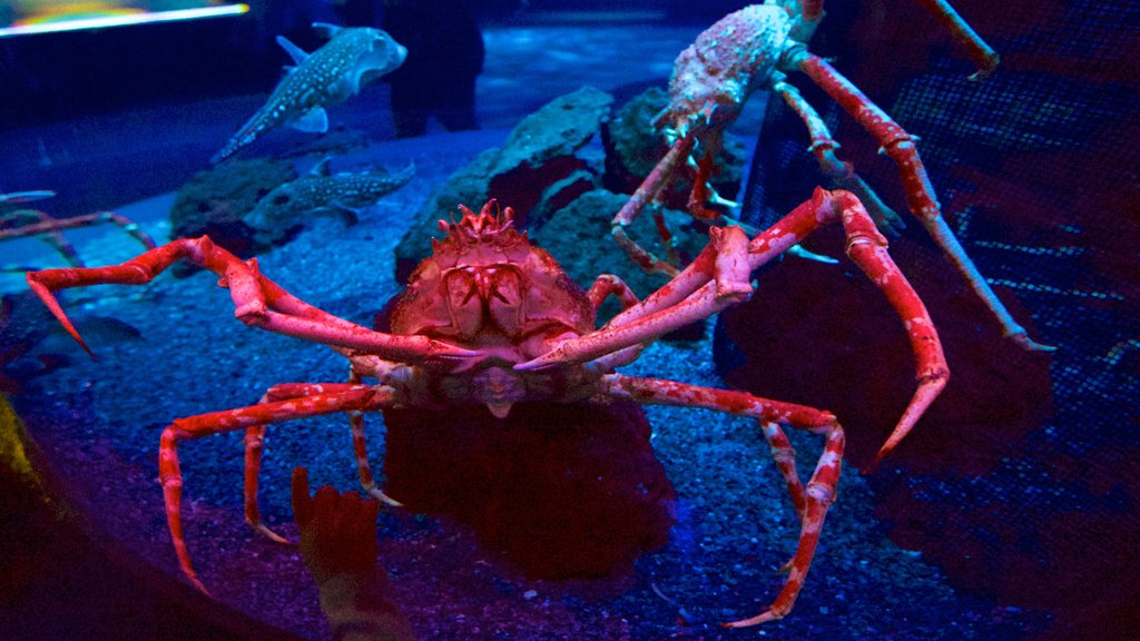 Ripley\'s Aquarium of the Smokies featuring marine life