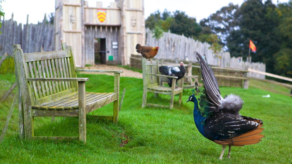 Mountfitchet Castle which includes bird life, heritage elements and a castle