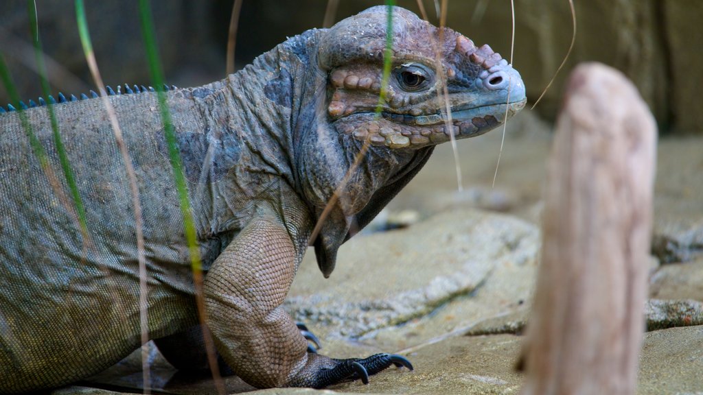 Zoo de Colchester montrant animaux dangereux et animaux du zoo