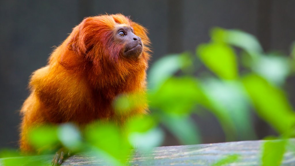 Colchester Zoo que inclui animais de zoológico e animais