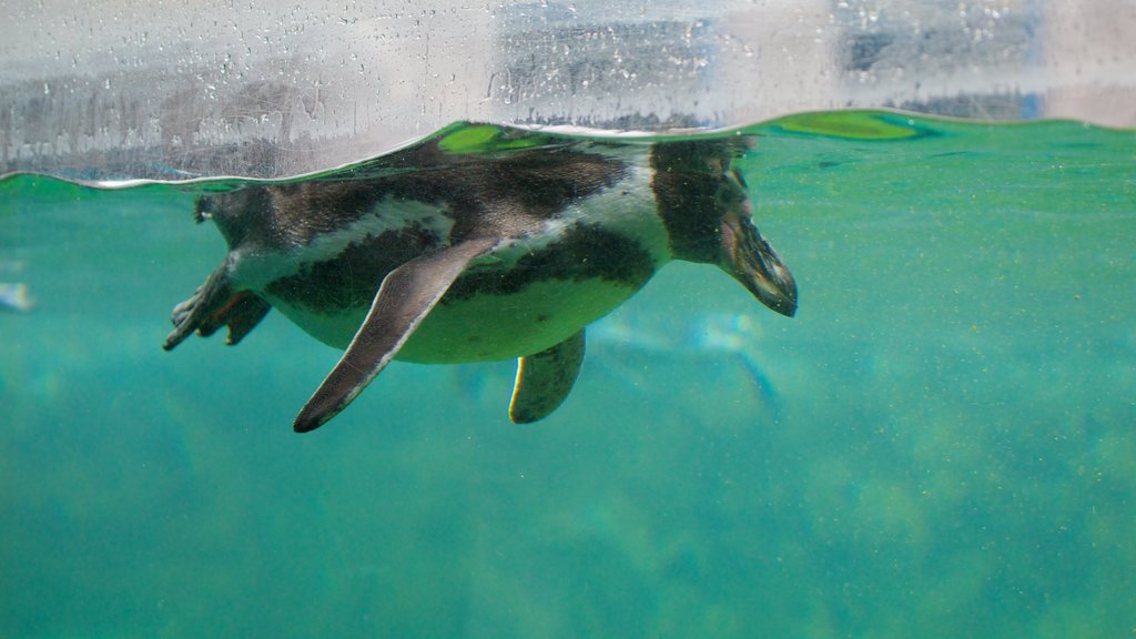 Dierentuin van Colchester bevat zeedieren en dierentuindieren