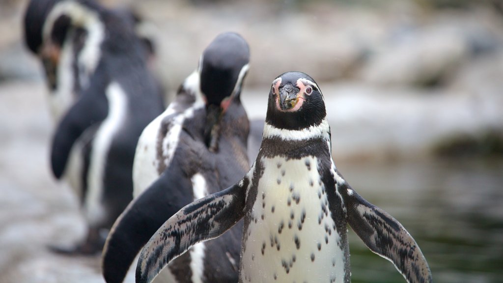 Colchester Zoo showing zoo animals and marine life