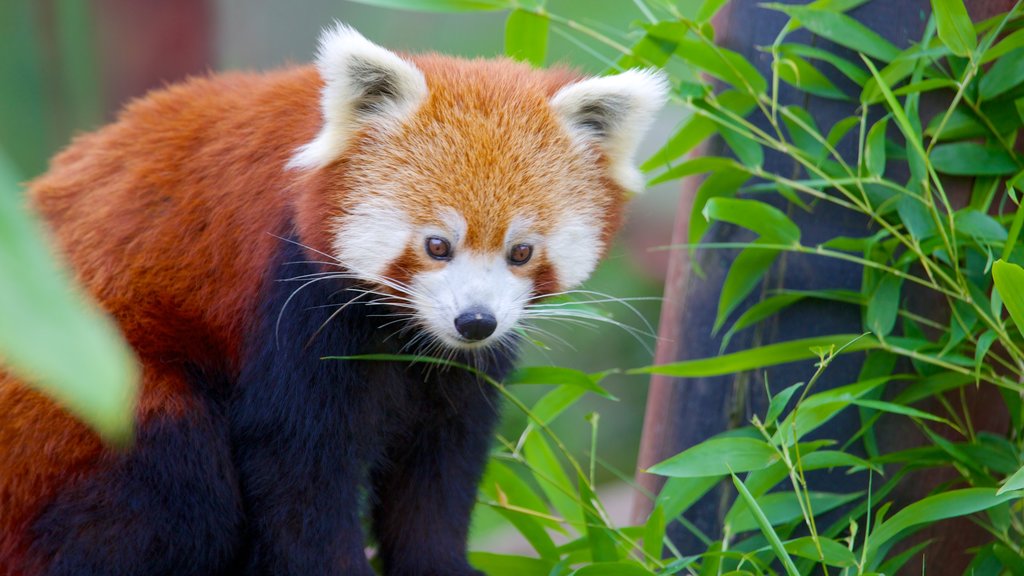 Colchester Zoo que incluye animales del zoológico y animales