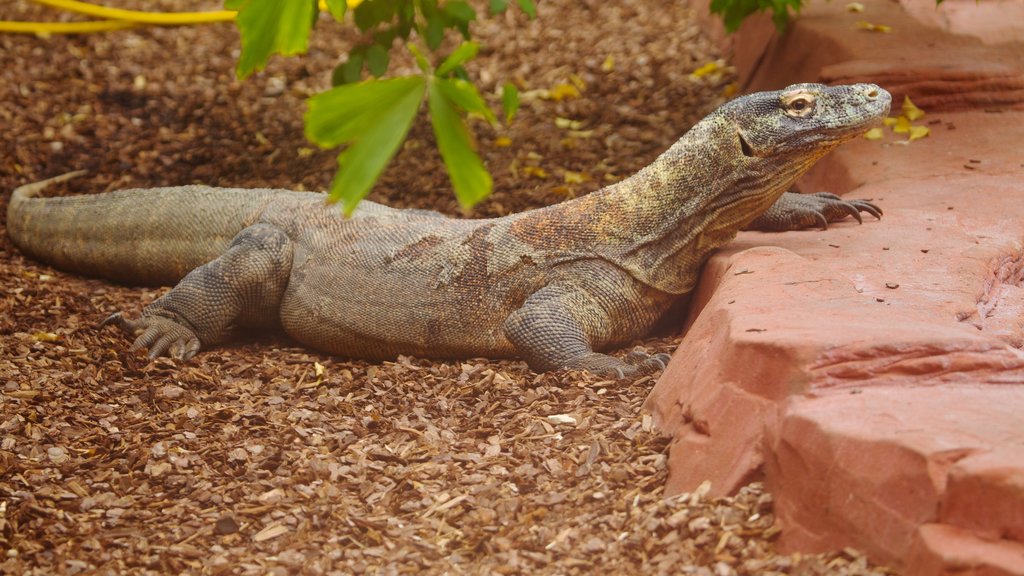 Colchester Zoo que inclui animais perigosos e animais de zoológico