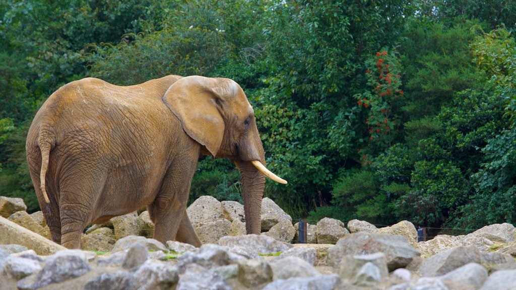 Colchester Zoo which includes land animals and zoo animals