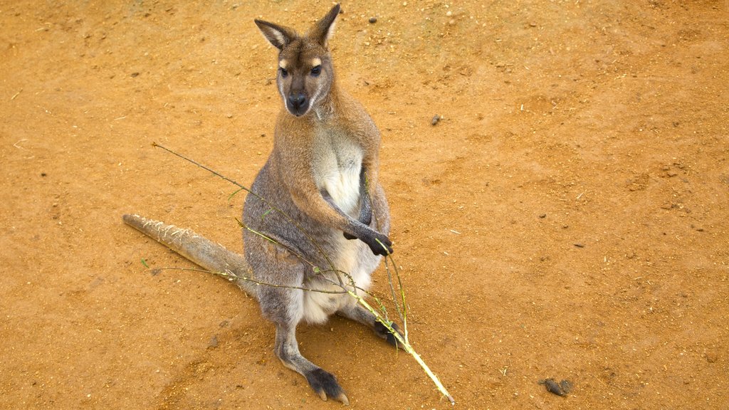 Colchester Zoo which includes cuddly or friendly animals and zoo animals