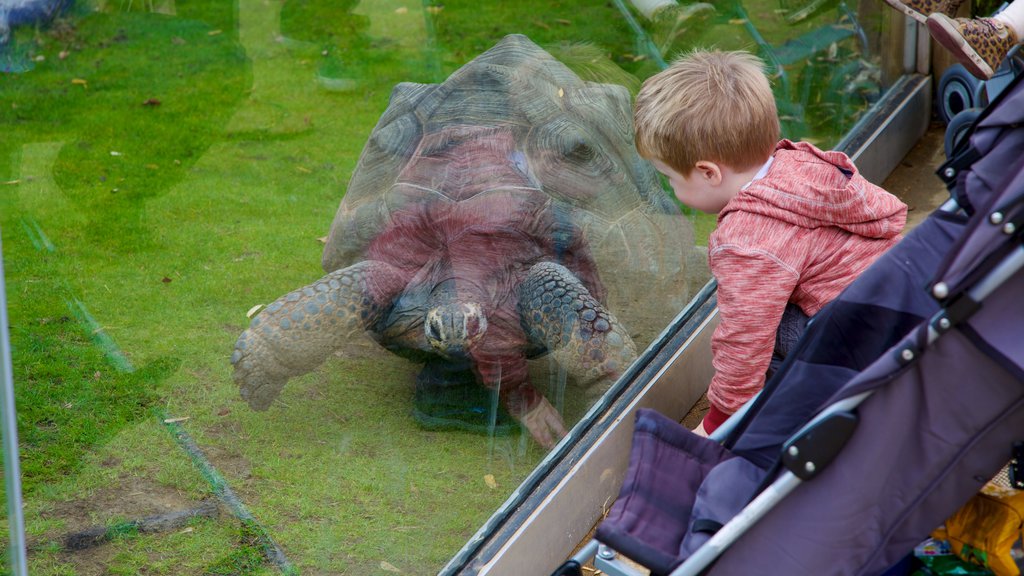 Dierentuin van Colchester toont dierentuindieren en dieren en ook een kind