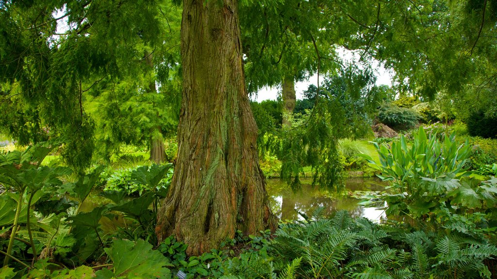 Beth Chatto Garden showing forest scenes, a park and a pond