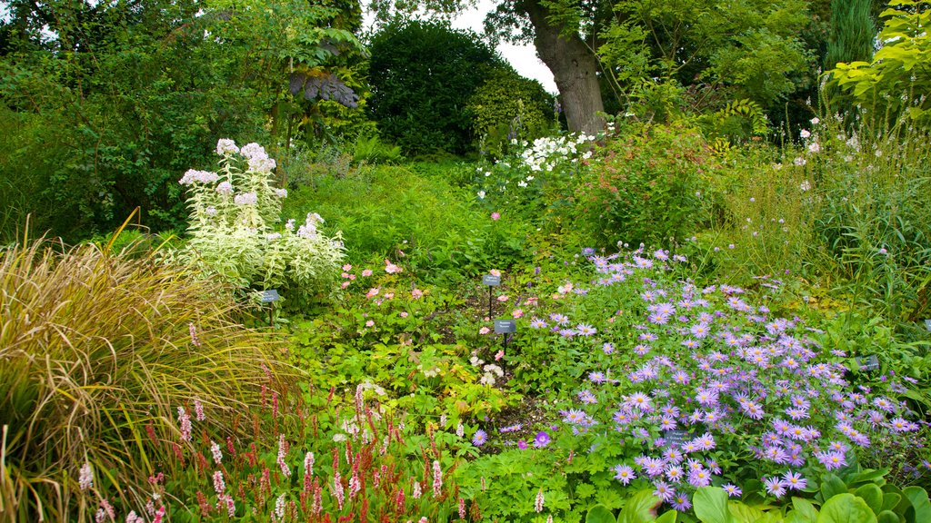 Beth Chatto Garden showing a park, flowers and wild flowers