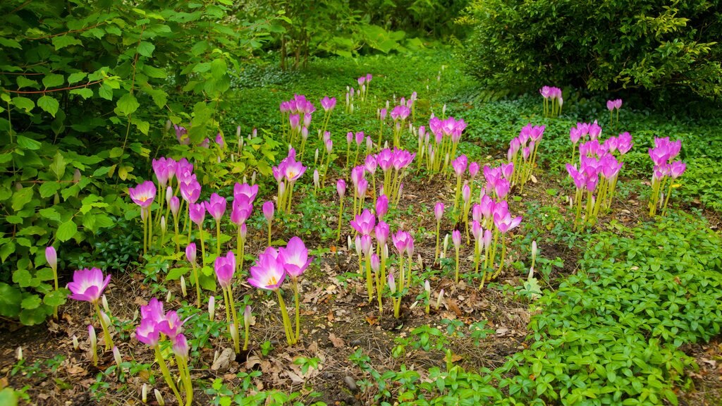 Beth Chatto Garden bevat wilde bloemen, bloemen en een tuin