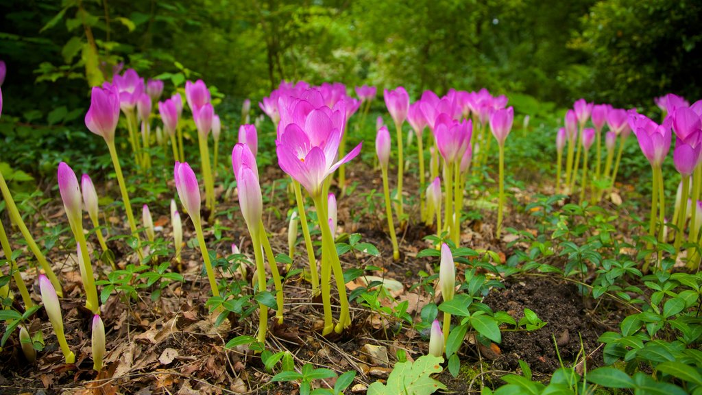 Beth Chatto Gardens que inclui flores silvestres, um jardim e flores