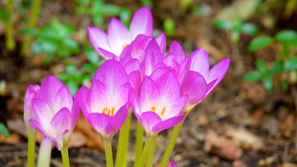 Beth Chatto Gardens que inclui flores, flores silvestres e um parque