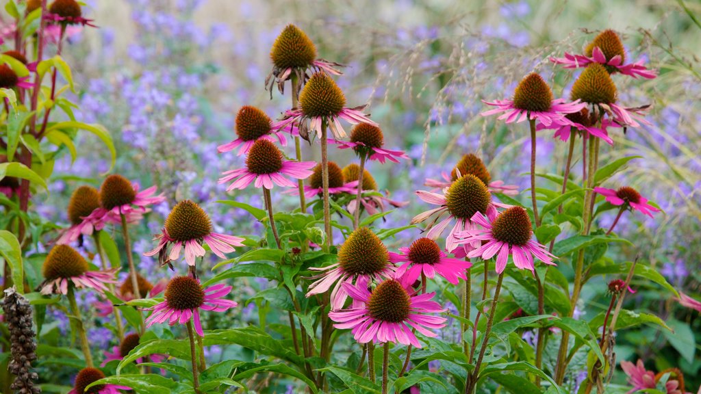 Beth Chatto Garden toont bloemen, wilde bloemen en een park