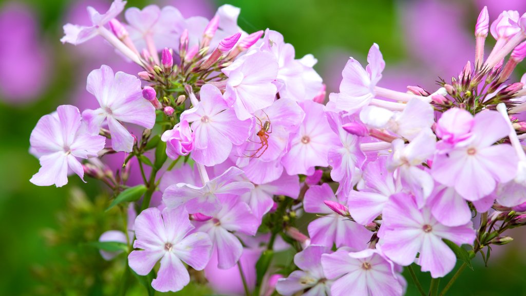 Beth Chatto Garden showing flowers, a garden and wild flowers