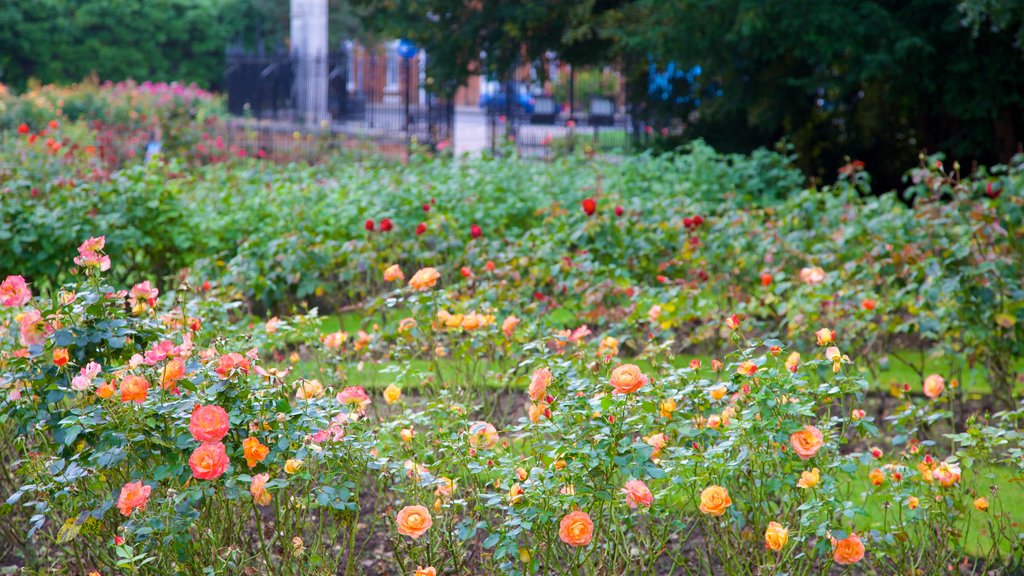 Colchester Castle Park showing a park and flowers