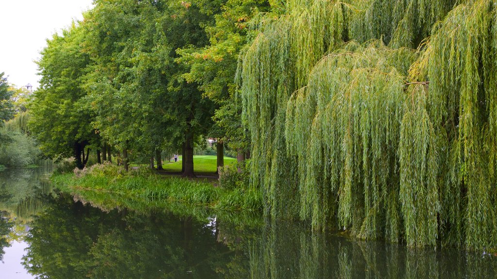 Colchester Castle Park showing a park and a pond