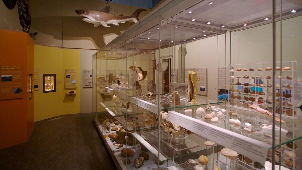 Natuurhistorisch museum Colchester bevat interieur