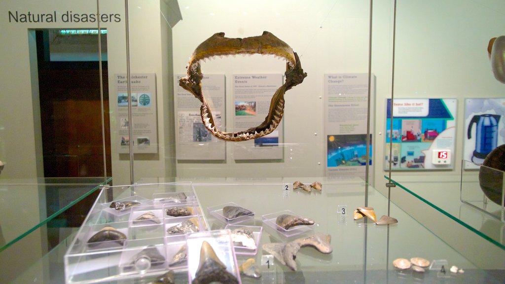 Colchester Natural History Museum showing interior views