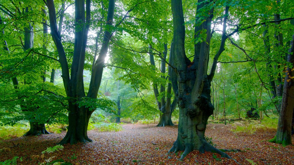 Epping Forest ofreciendo bosques