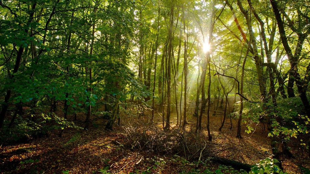 Epping Forest showing forest scenes