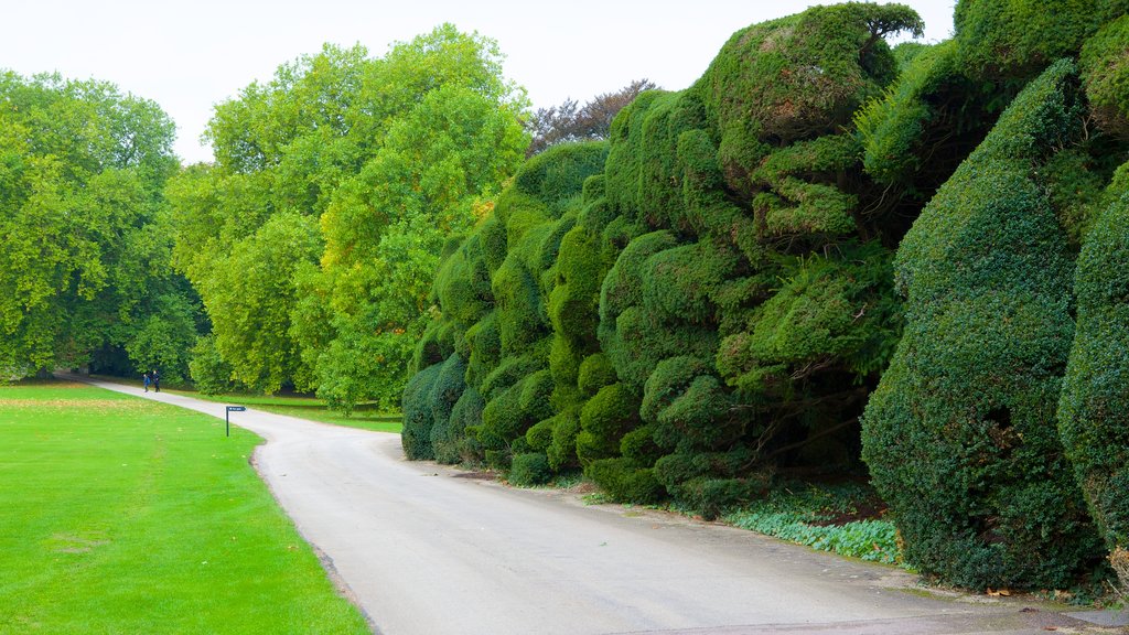 Audley End House showing a garden