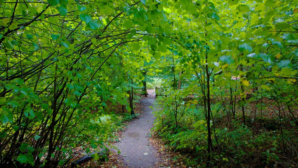 Epping Forest que incluye bosques