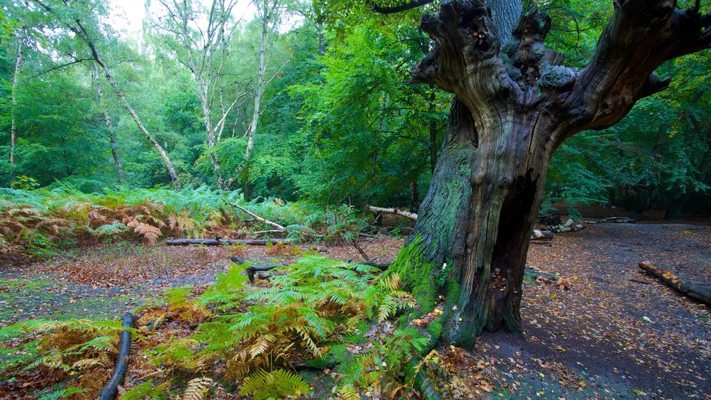 Epping Forest which includes forest scenes and autumn leaves