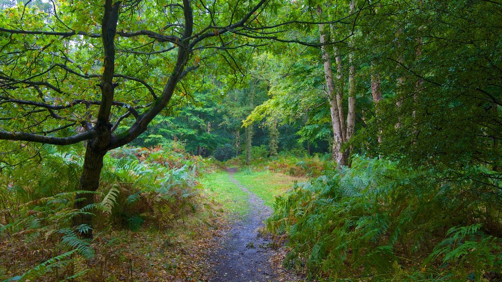 Epping Forest which includes forest scenes and autumn leaves