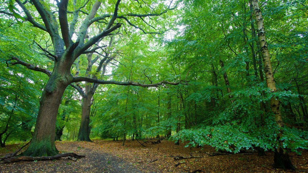 Epping Forest mostrando cenas de floresta e folhas de outono