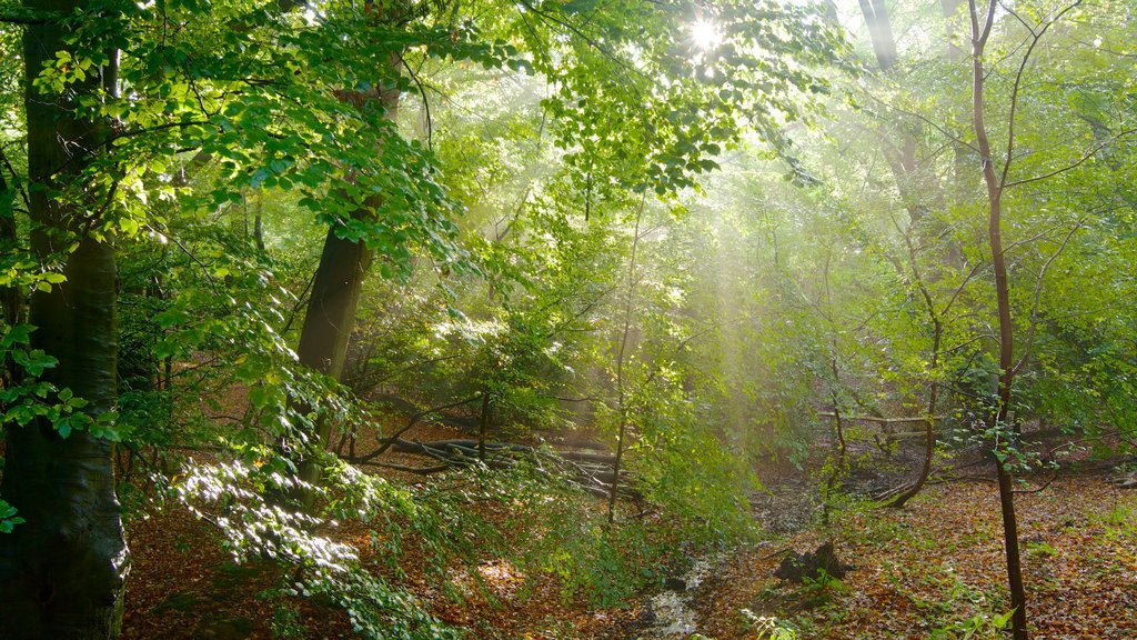 Epping Forest showing forests and autumn colours