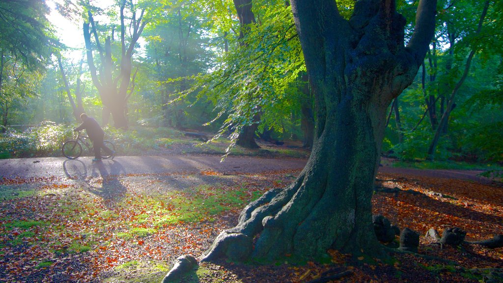 Epping Forest showing autumn colours, forests and cycling