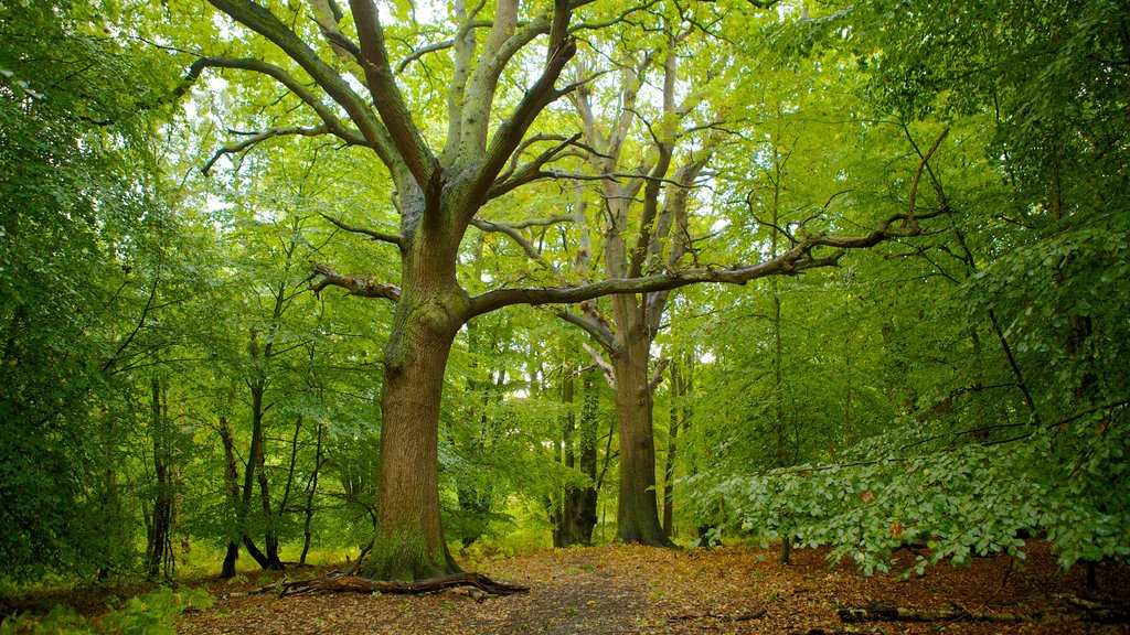 Epping Forest ofreciendo bosques y los colores del otoño