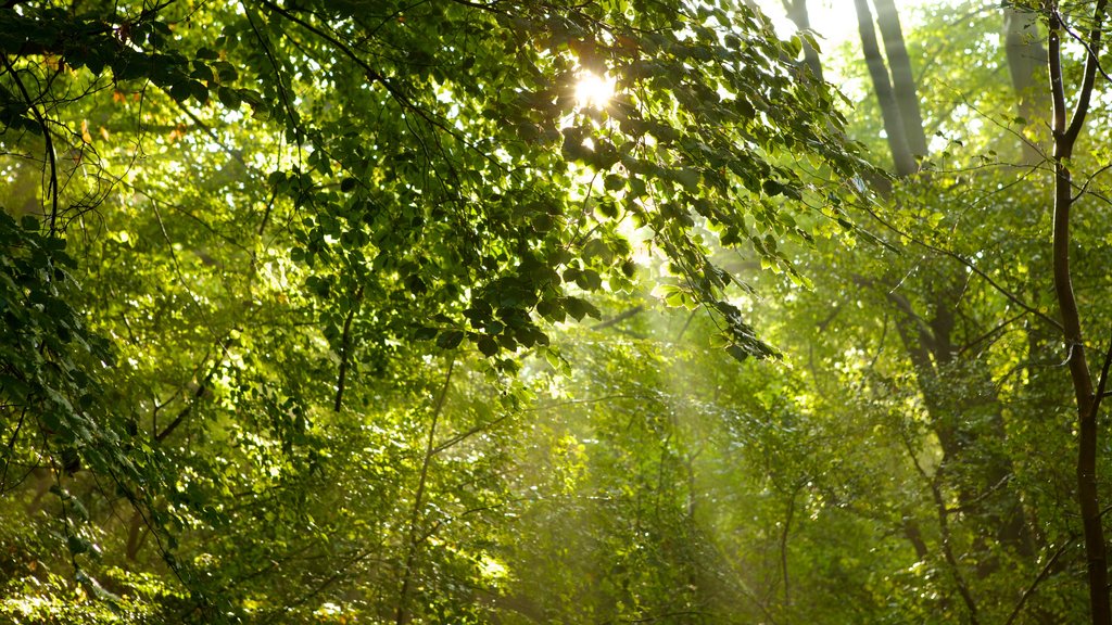 Epping Forest mostrando florestas