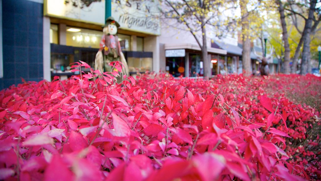 Twin Falls montrant une petite ville ou un village et fleurs