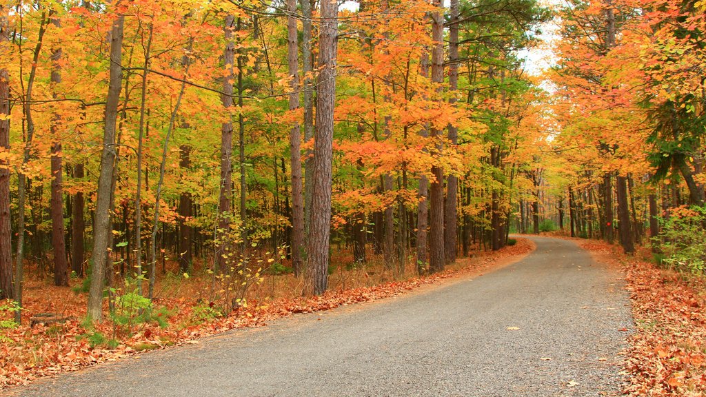 Door Peninsula which includes autumn leaves and forests