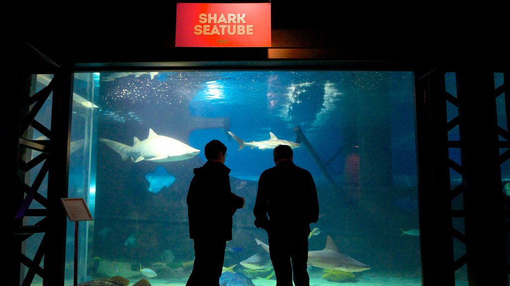 Greater Cleveland Aquarium showing interior views and marine life