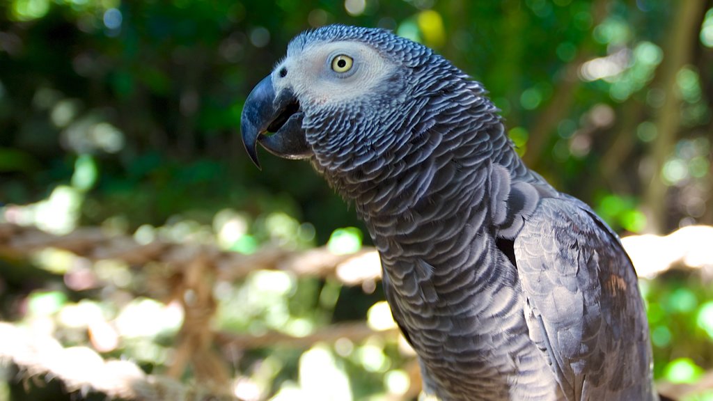 海豚灣 呈现出 動物園裡的動物 和 鳥類