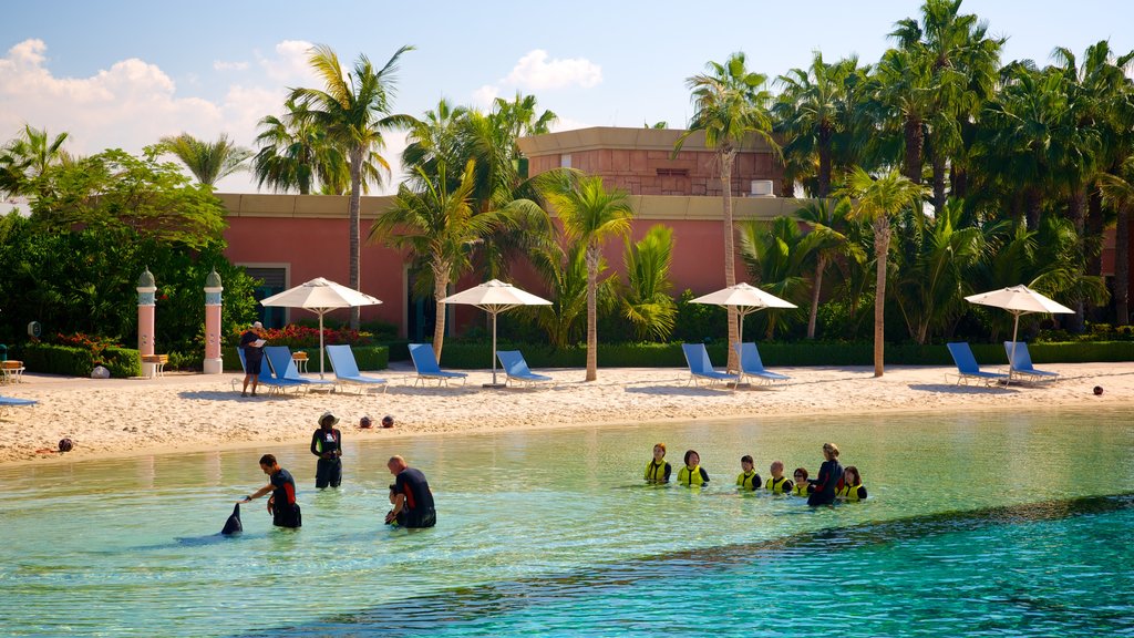 Aquaventure que incluye escenas tropicales, vida marina y natación