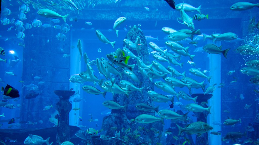 Aquaventure que incluye vistas interiores, vida marina y un parque acuático