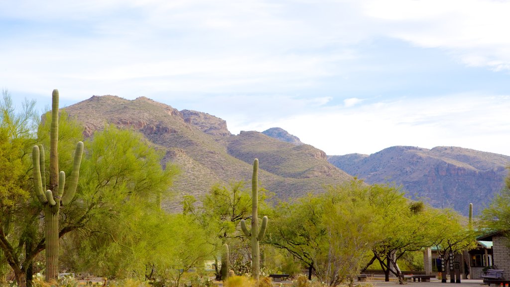 Sabino Canyon which includes a gorge or canyon and desert views