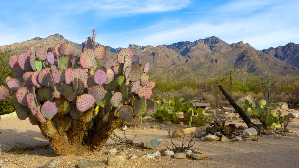 Floresta Nacional de Coronado que inclui um jardim, paisagens do deserto e cenas tranquilas