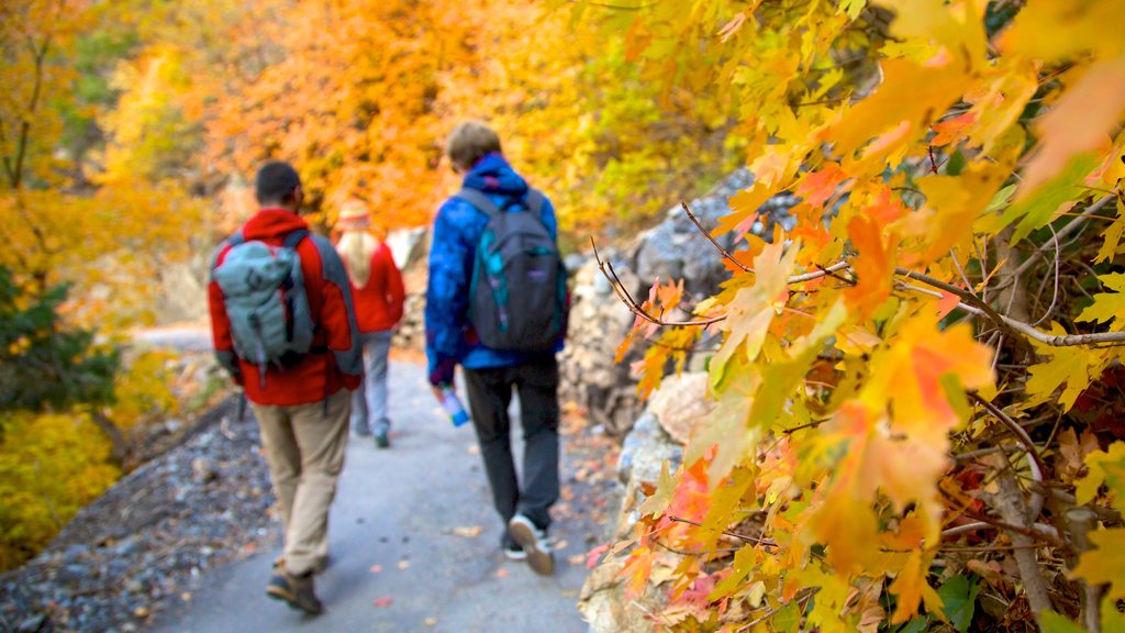 Timpanogos Cave National Monument featuring autumn leaves, hiking or walking and a garden