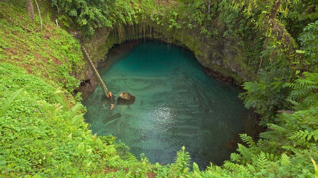 Upolu showing rainforest, swimming and a lake or waterhole