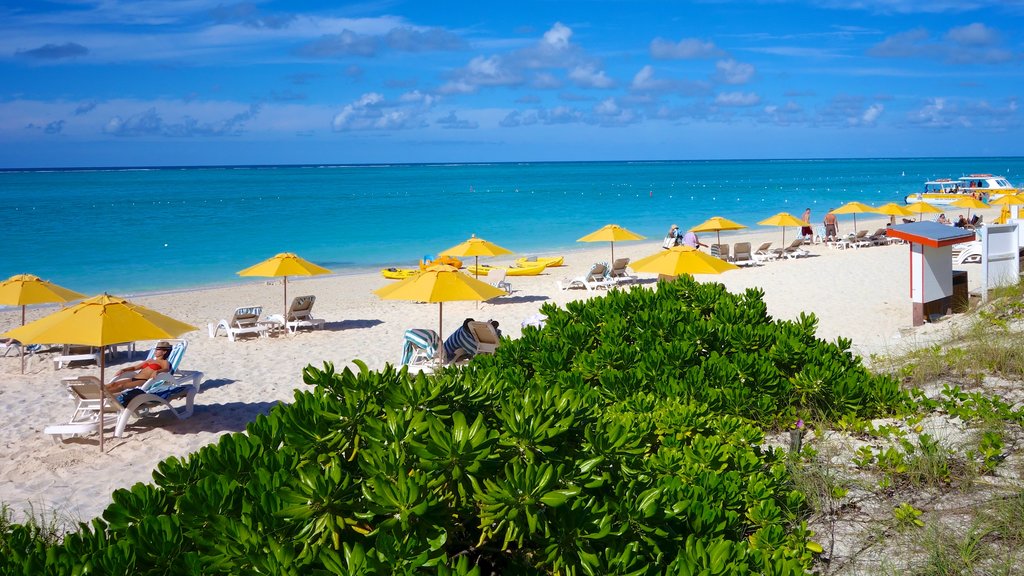 Grace Bay som inkluderar tropisk natur och en strand