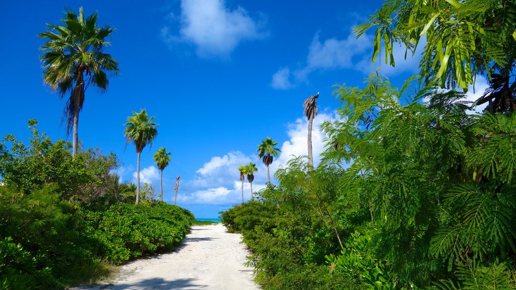 Grace Bay featuring tropical scenes and general coastal views