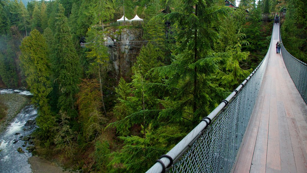 Puente de suspensión Capilano que incluye rápidos, bosques y un puente colgante o pasarela en las copas de los árboles